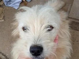 Cachorro raça SRD-ViraLata idade 2 a 6 meses nome são peludos da língua roxa 