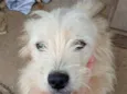 são peludos da língua roxa