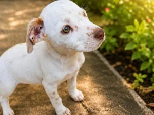 Cachorro raça SRD-ViraLata idade 2 a 6 meses nome Princesa
