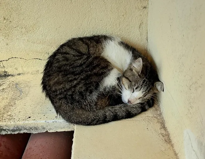 Gato raça SRD-ViraLata idade 1 ano nome Sem nome