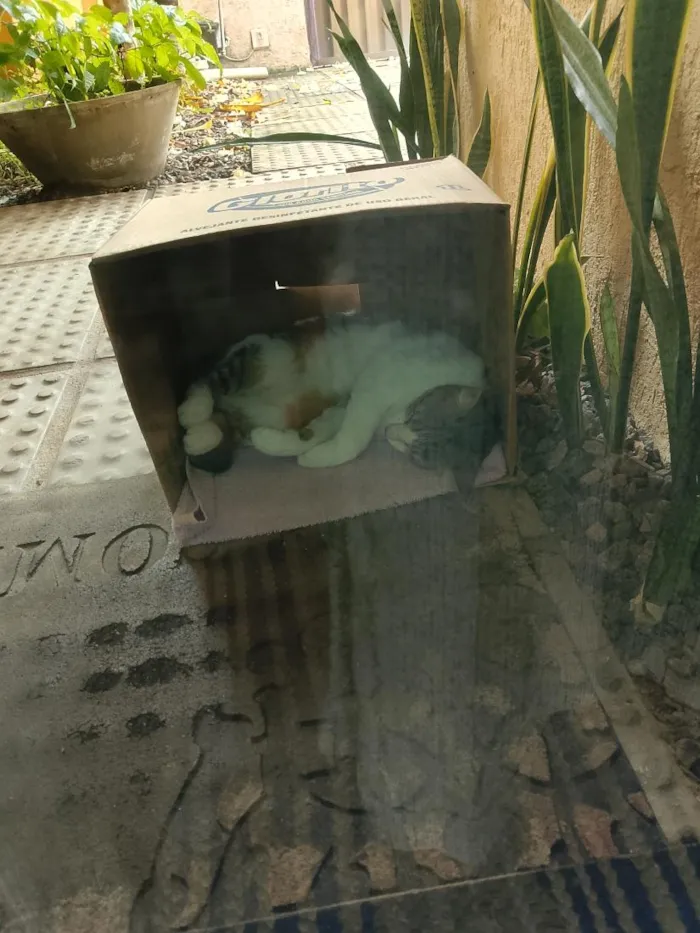 Gato raça SRD-ViraLata idade 1 ano nome Sem nome