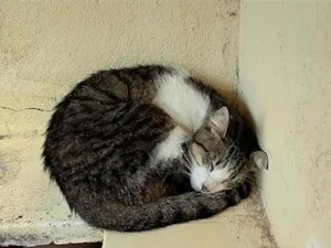 Gato raça SRD-ViraLata idade 1 ano nome Sem nome