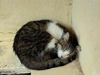 Gato raça SRD-ViraLata idade 1 ano nome Sem nome