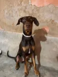 Apollo