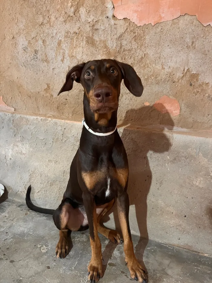 Cachorro raça Dobermann idade 7 a 11 meses nome Apollo