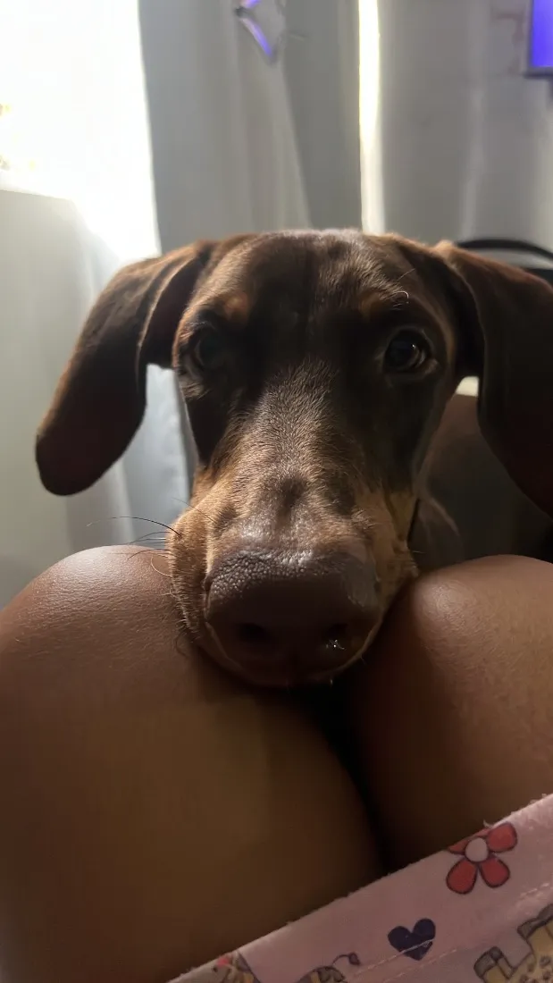 Cachorro raça Dobermann idade 7 a 11 meses nome Apollo