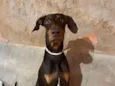Apollo