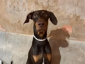 Cachorro raça Dobermann idade 7 a 11 meses nome Apollo