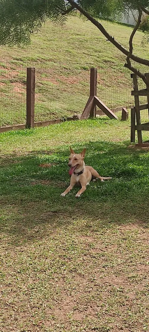Cachorro raça SRD-ViraLata idade 6 ou mais anos nome Meg