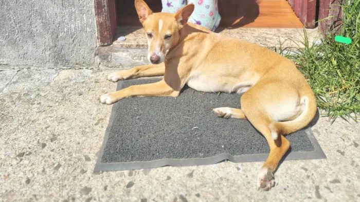 Cachorro raça SRD-ViraLata idade 6 ou mais anos nome Meg