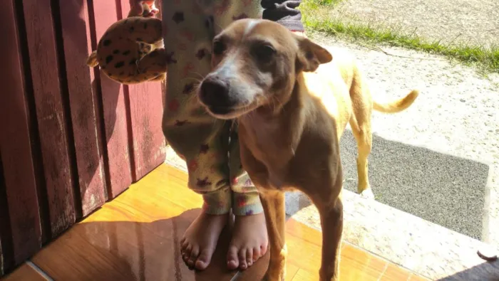 Cachorro raça SRD-ViraLata idade 6 ou mais anos nome Meg