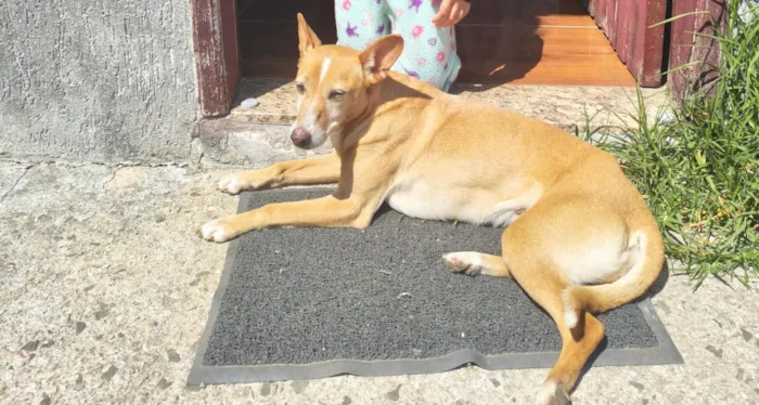 Cachorro raça SRD-ViraLata idade 6 ou mais anos nome Meg