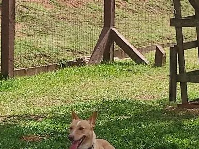 Cachorro raça SRD-ViraLata idade 6 ou mais anos nome Meg