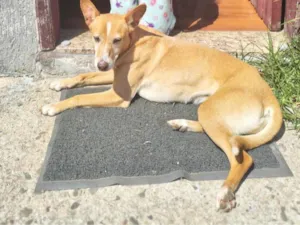 Cachorro raça SRD-ViraLata idade 6 ou mais anos nome Meg
