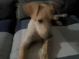 apolo