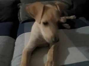 Cachorro raça Fila idade 2 a 6 meses nome apolo