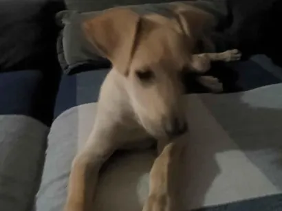 Cachorro raça Fila idade 2 a 6 meses nome apolo