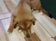 Nala