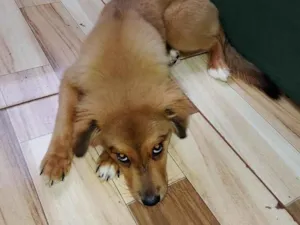 Cachorro raça SRD-ViraLata idade 2 a 6 meses nome Nala