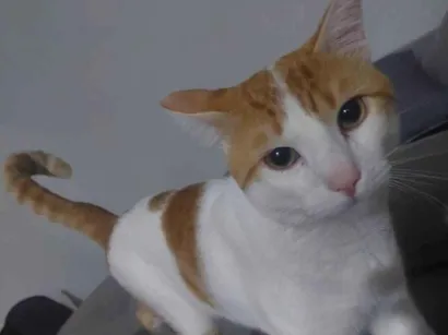 Gato raça SRD-ViraLata idade 1 ano nome Harry