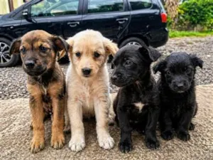 Cachorro raça SRD-ViraLata idade 2 a 6 meses nome sem nome 