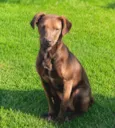Dalila