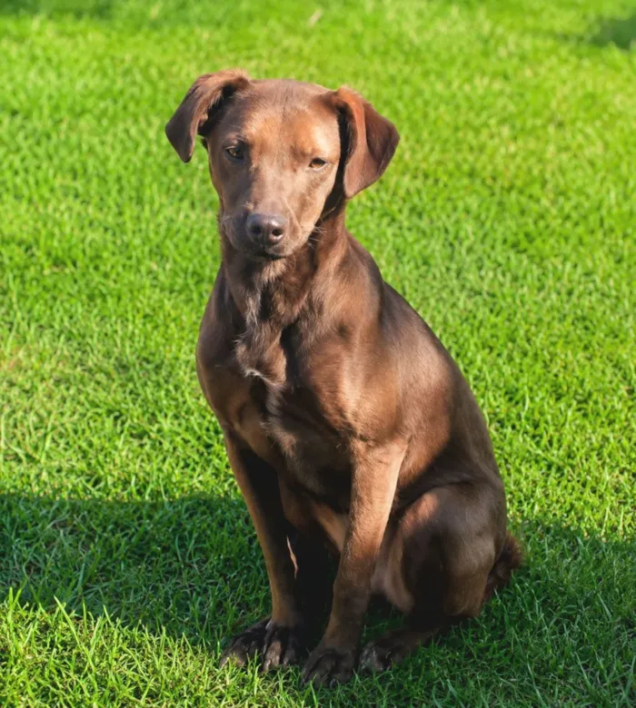Cachorro raça SRD-ViraLata idade 2 anos nome Dalila