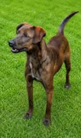 Dalila