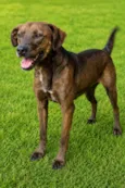 Dalila