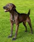 Dalila