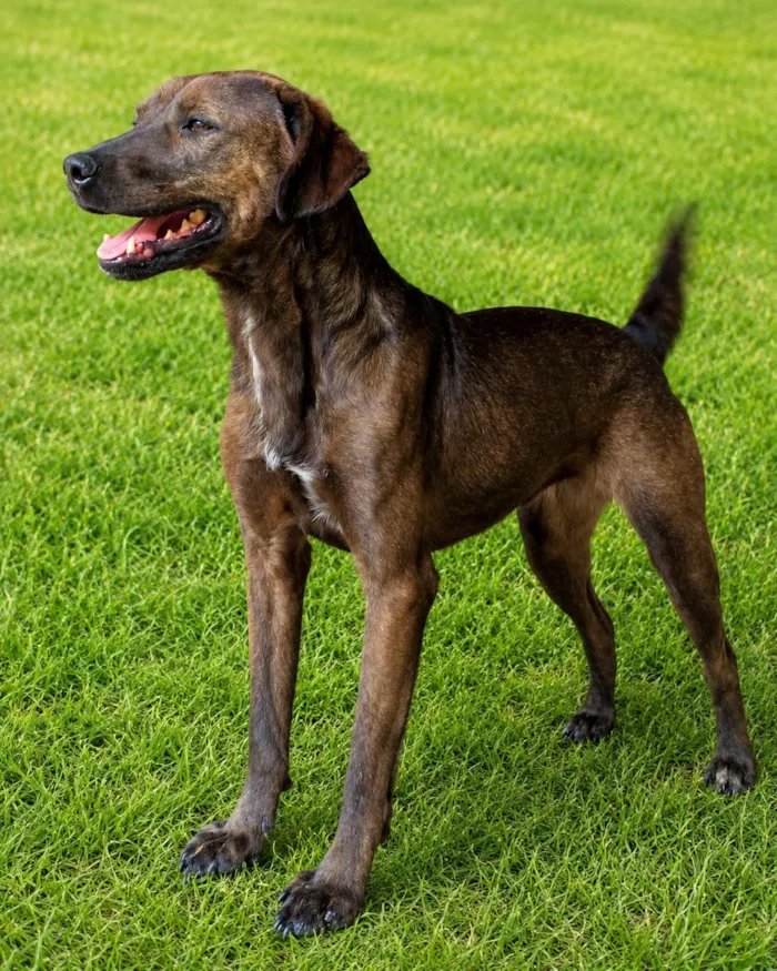 Cachorro raça SRD-ViraLata idade 2 anos nome Dalila
