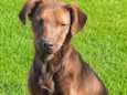 Dalila