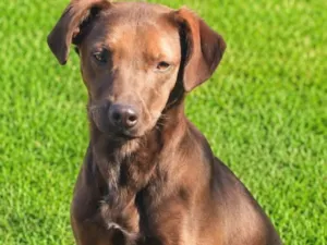 Cachorro raça SRD-ViraLata idade 2 anos nome Dalila
