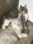 Fumaça e Melt 