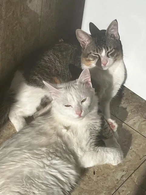 Gato raça Siamês idade 7 a 11 meses nome Fumaça e Melt 