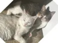 Fumaça e Melt 