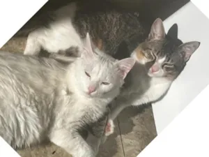 Gato raça Siamês idade 7 a 11 meses nome Fumaça e Melt 