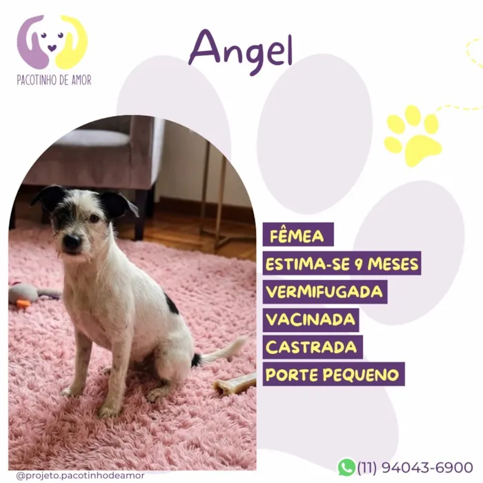 Cachorro raça SRD-ViraLata idade 2 a 6 meses nome Angel