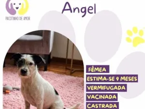 Cachorro raça SRD-ViraLata idade 2 a 6 meses nome Angel