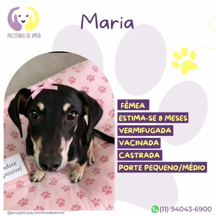 Cachorro raça SRD-ViraLata idade 2 a 6 meses nome Maria