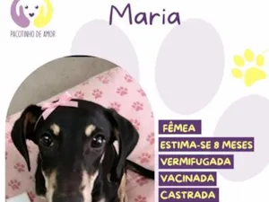 Cachorro raça SRD-ViraLata idade 2 a 6 meses nome Maria