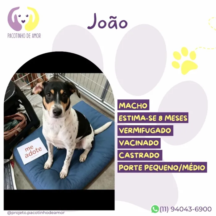 Cachorro raça SRD-ViraLata idade 7 a 11 meses nome João