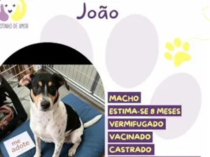 Cachorro raça SRD-ViraLata idade 7 a 11 meses nome João