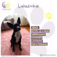 Luluzinha