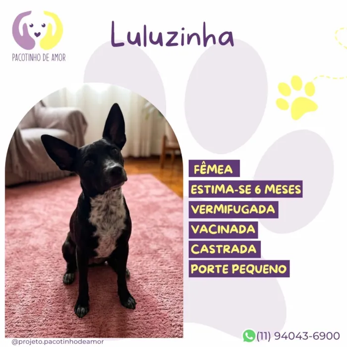 Cachorro raça SRD-ViraLata idade 2 a 6 meses nome Luluzinha