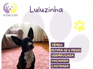 Cachorro raça SRD-ViraLata idade 2 a 6 meses nome Luluzinha