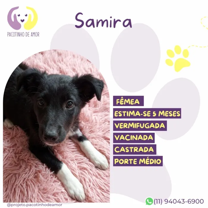 Cachorro raça SRD-ViraLata idade 2 a 6 meses nome Samira