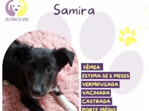 Cachorro raça SRD-ViraLata idade 2 a 6 meses nome Samira