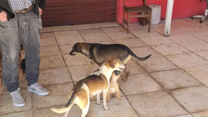Cachorro raça SRD-ViraLata idade 2 a 6 meses nome Mel
