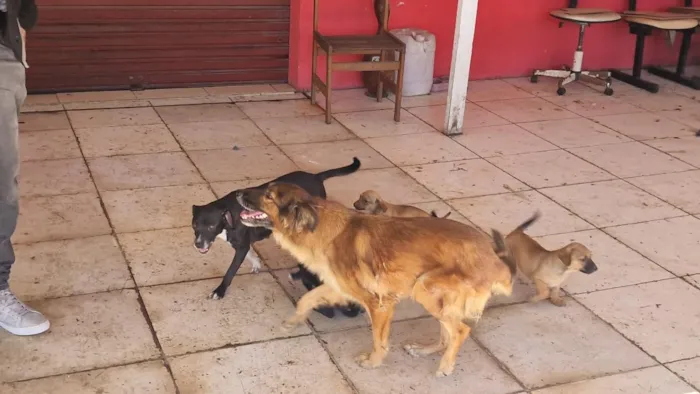 Cachorro raça SRD-ViraLata idade 2 a 6 meses nome Mel